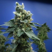 Sage N Sour – TH Seeds – Feminizowane – Product view 2