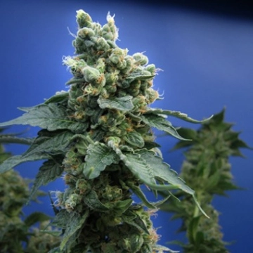 Sage N Sour Feminized cannabis flower bud by TH Seeds