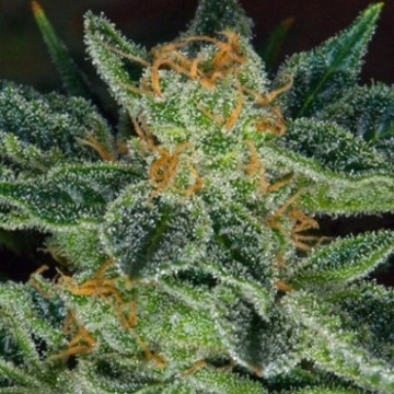 Skunk XXX Regular cannabis flower bud by TH Seeds
