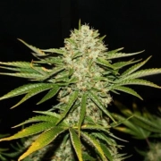 Wreckage – TH Seeds – Feminizowane – Product view 2
