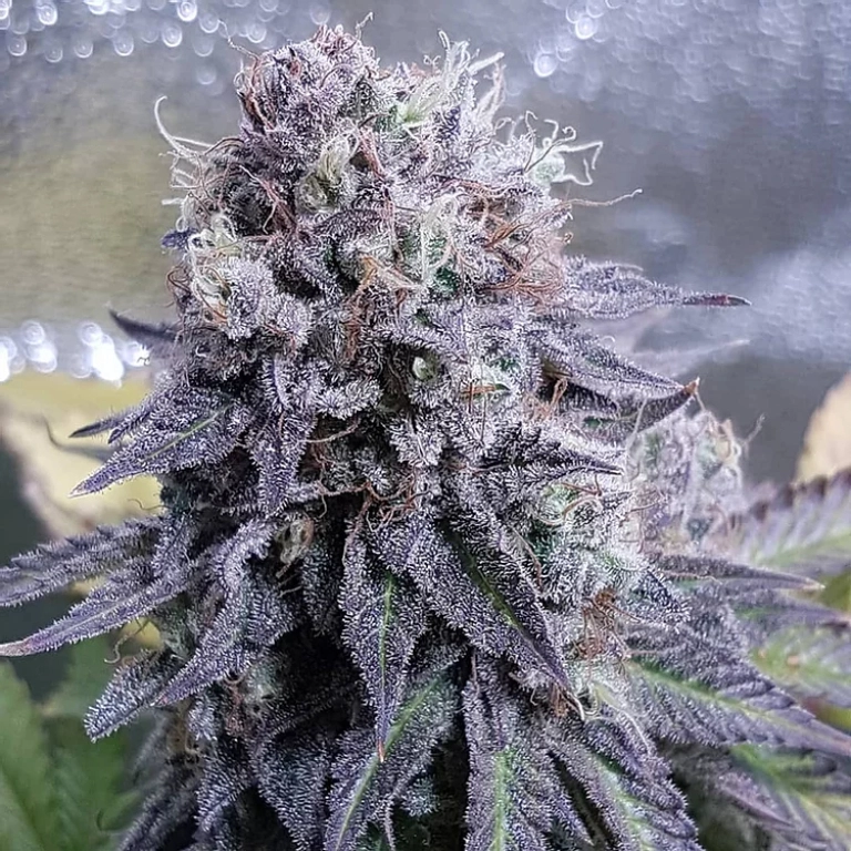 Black Valium – Top Shelf Elite – Feminizowane