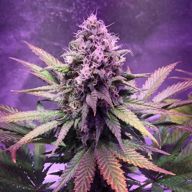 Glue Dream – Top Shelf Elite – Feminizowane