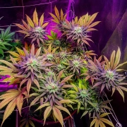 Gorillagasm Feminized cannabis flower bud by Top Shelf Elite