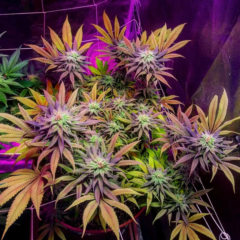 Gorillagasm – Top Shelf Elite – Feminizowane