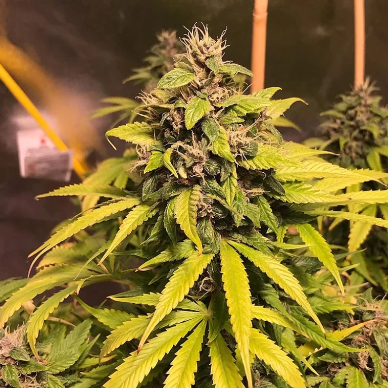 Nightcrawler OG – Top Shelf Elite – Feminizowane