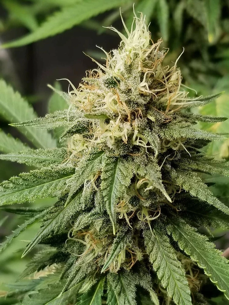 Pineapple Crack – Top Shelf Elite – Feminizowane