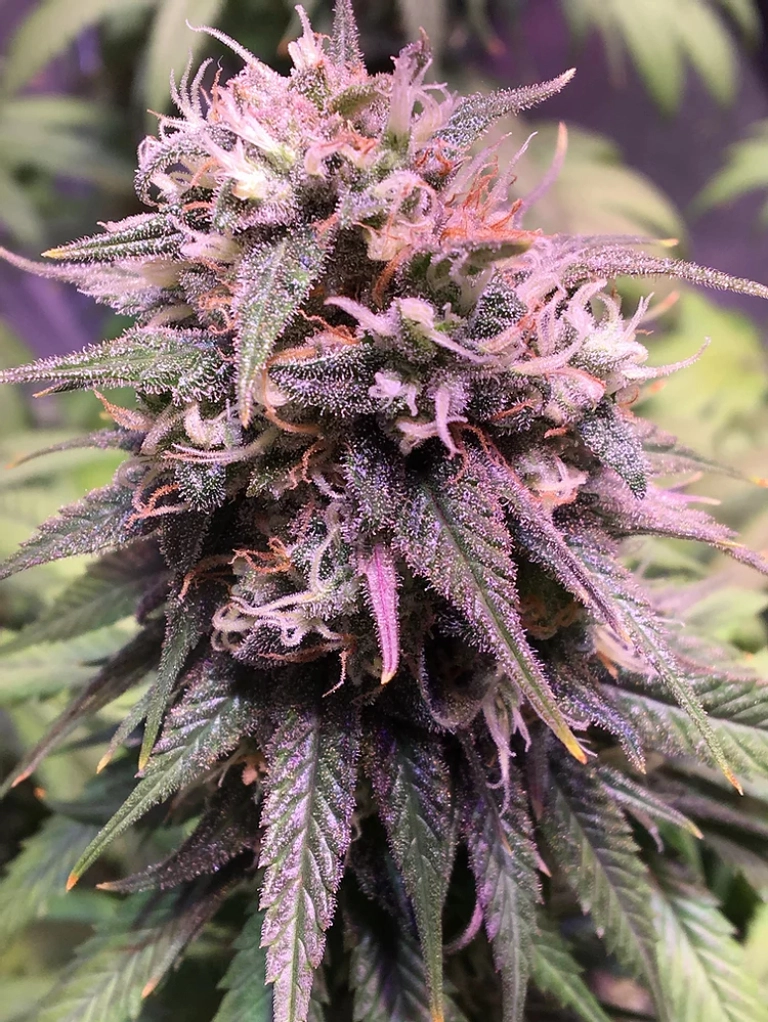San Francisco Sour Dough – Top Shelf Elite – Feminizowane