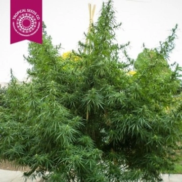 Old Congo Regular cannabis flower bud by Tropical Seeds