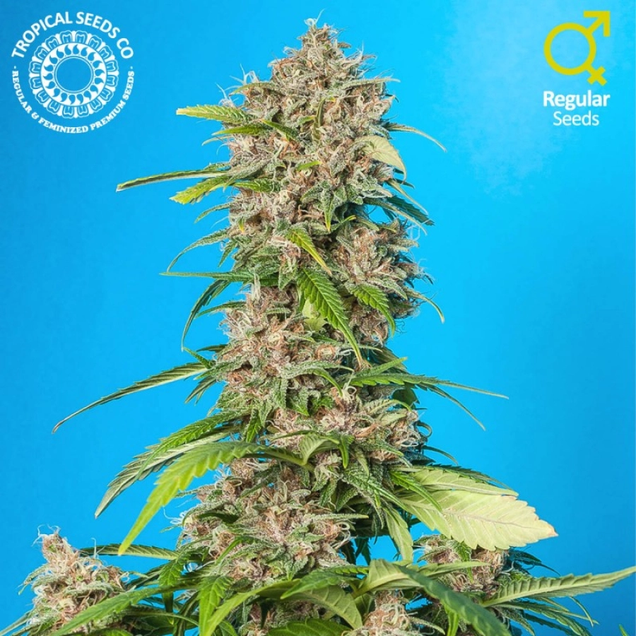 Smooth Smoke – Tropical Seeds – Regularne
