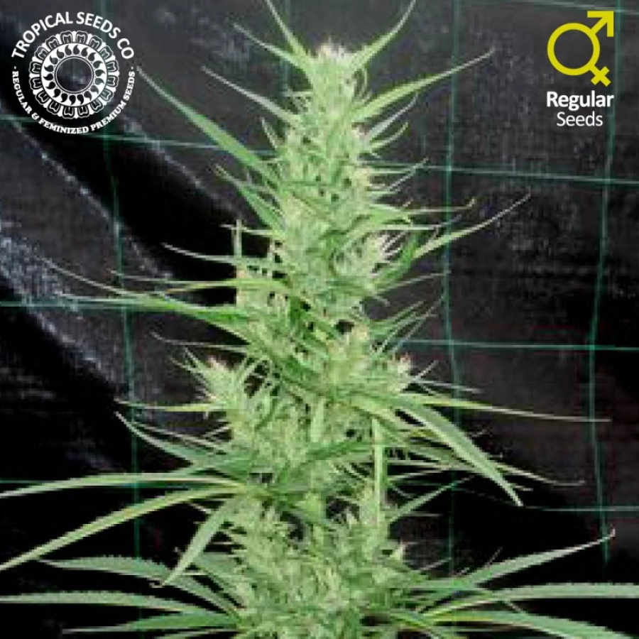 Zambian – Tropical Seeds – Regularne