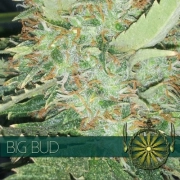 Big Bud – Vision Seeds – Feminizowane – Product view 2