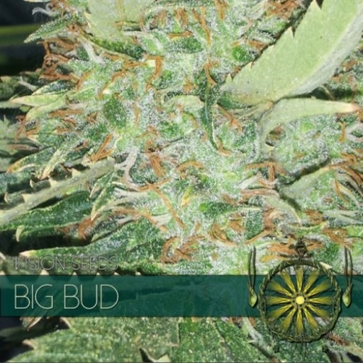 Big Bud – Vision Seeds – Feminizowane – Product view 2