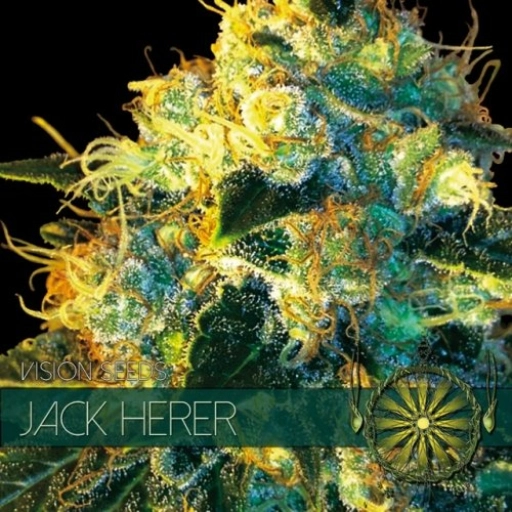 Jack Herer – Vision Seeds – Feminizowane – Product view 2