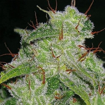 Northern Lights Auto Autoflowering cannabis flower bud by Vision Seeds