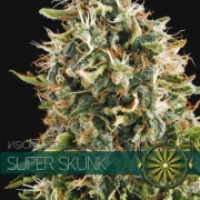 Super Skunk – Vision Seeds – Feminizowane – Product view 2