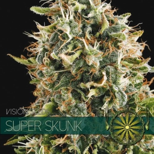 Super Skunk – Vision Seeds – Feminizowane – Product view 2