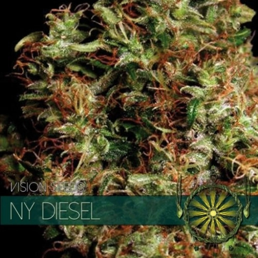 NY Diesel – Vision Seeds – Feminizowane
