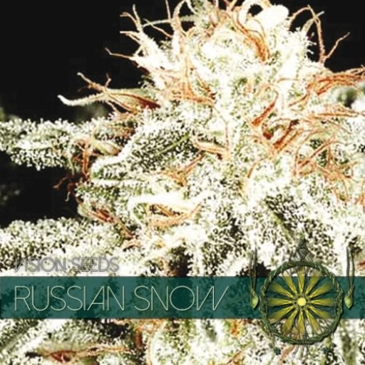 Russian Snow – Vision Seeds – Feminizowane