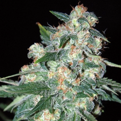 Ketama – World of Seeds – Regularne