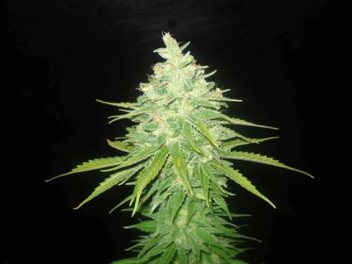 Afghan Kush x Black Domina – World of Seeds – Feminizowane