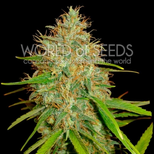 Afghan Kush x Skunk – World of Seeds – Feminizowane