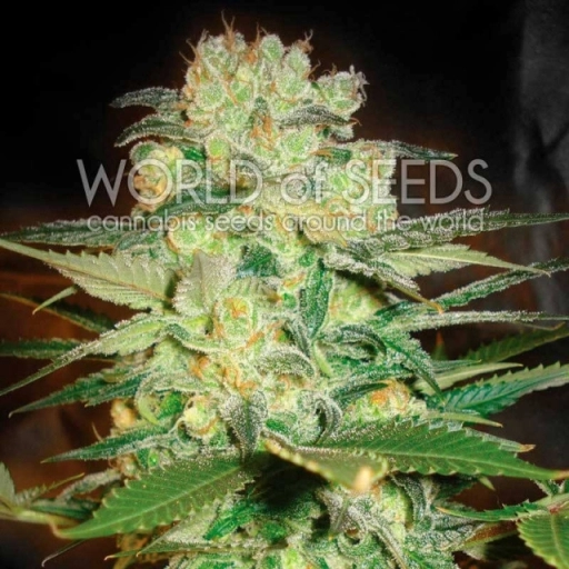 Afghan Kush x White Widow – World of Seeds – Feminizowane