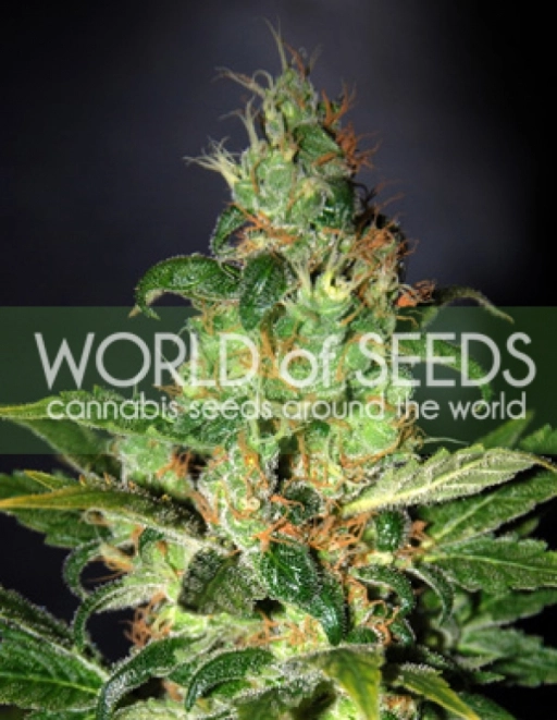 Chronic Haze – World of Seeds – Feminizowane