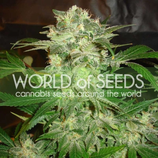 Mazar Kush – World of Seeds – Feminizowane