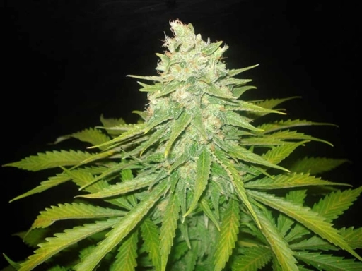 Mazar x Great White Shark – World of Seeds – Feminizowane