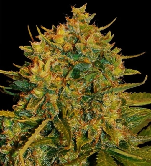Northern Light x Big Bud – World of Seeds – Feminizowane