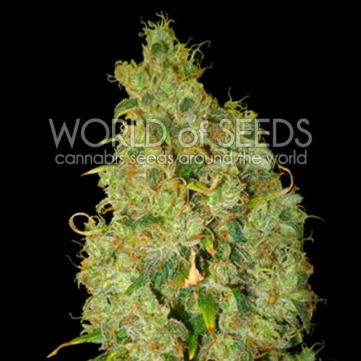 Northern Light x Skunk – World of Seeds – Feminizowane