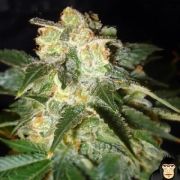 Pakistan Ryder Autoflowering Autoflowering cannabis flower bud by World of Seeds