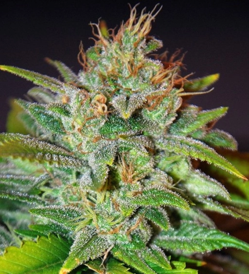 Skunk 47 – World of Seeds – Feminizowane