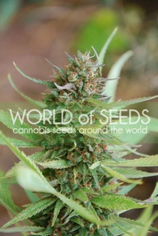 Strawberry blue – World of Seeds – Feminizowane
