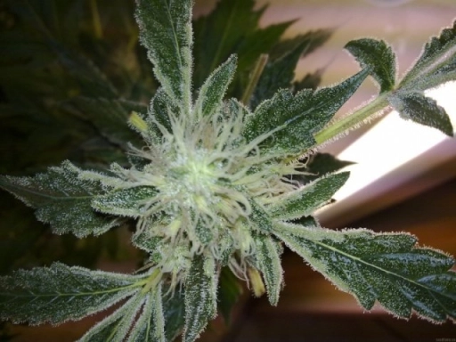 Yumbolt 47 – World of Seeds – Feminizowane