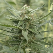 AK107 Auto Autoflowering cannabis flower bud by z710 Genetics