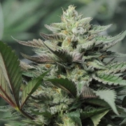 Dreamcatcher Feminized cannabis flower bud by z710 Genetics