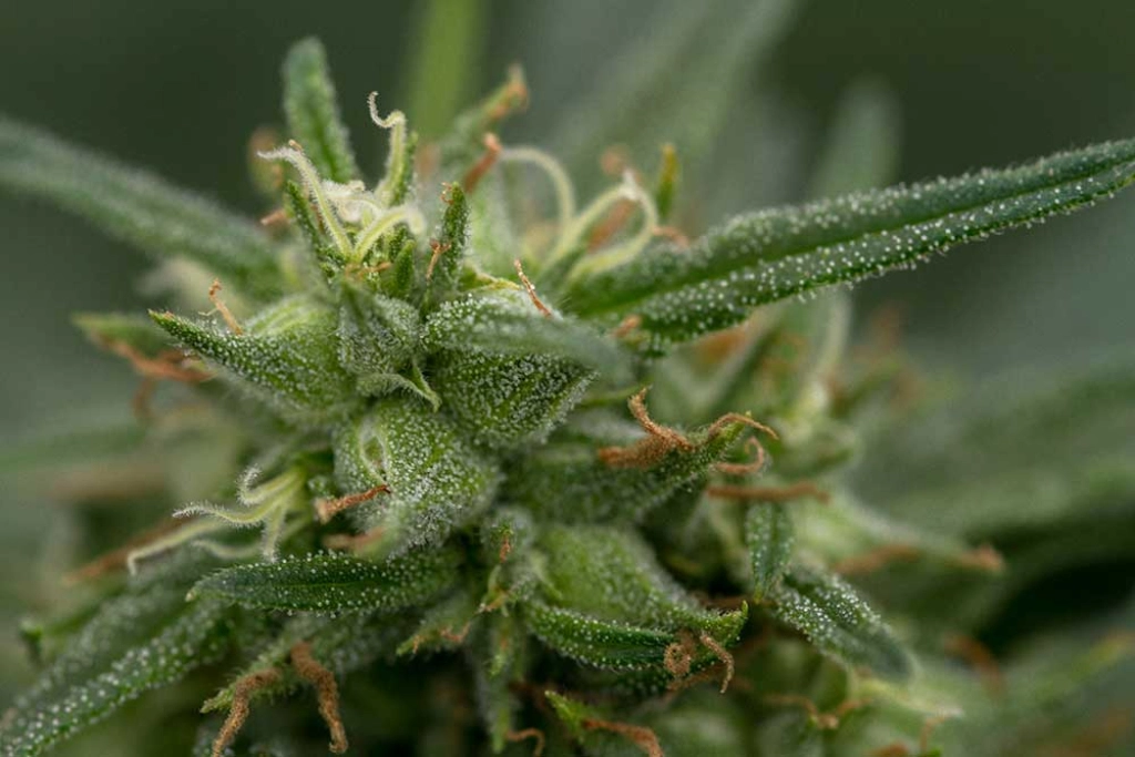 Fools Gold – z710 Genetics – Feminizowane
