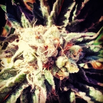 Fruity Widow Feminized cannabis flower bud by z710 Genetics
