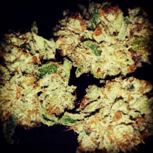 Mango – z710 Genetics – Feminizowane