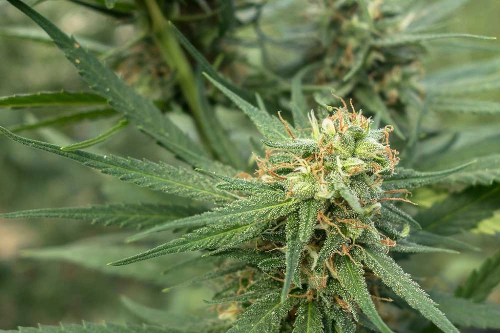 Pure Jack – z710 Genetics – Feminizowane