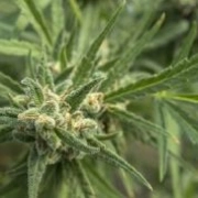 Shellshock Feminized cannabis flower bud by z710 Genetics