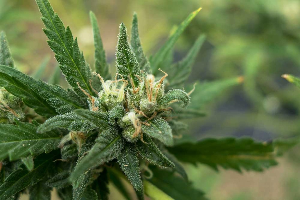 Sweet Tooth – z710 Genetics – Feminizowane