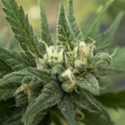 White Candy Feminized cannabis flower bud by z710 Genetics