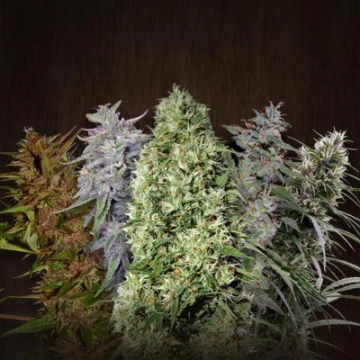 ACE Mix Regular cannabis flower bud by Ace Seeds