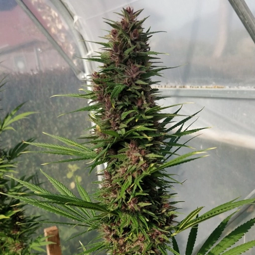 Congo – Ace Seeds – Feminizowane