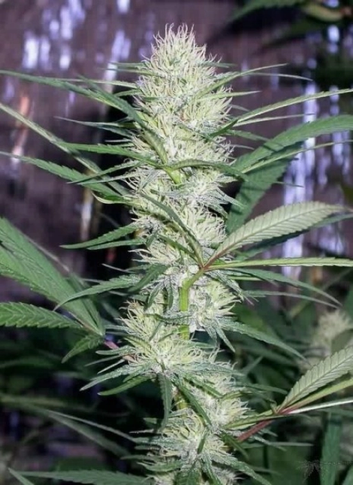 Congo – Ace Seeds – Regularne
