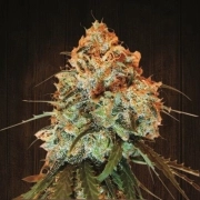 Golden Tiger Feminized cannabis flower bud by Ace Seeds