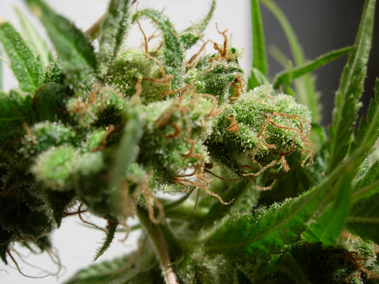 Guawi – Ace Seeds – Feminizowane