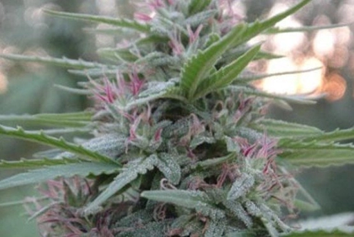 Panama – Ace Seeds – Regularne